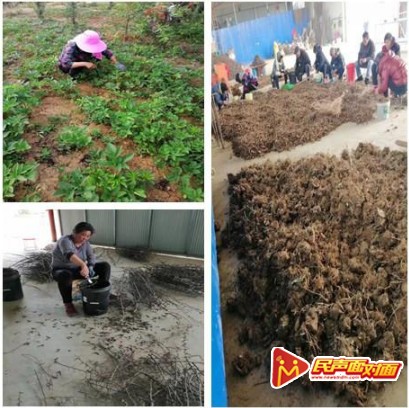 新野县王集镇：有个中药种植扶贫基地
