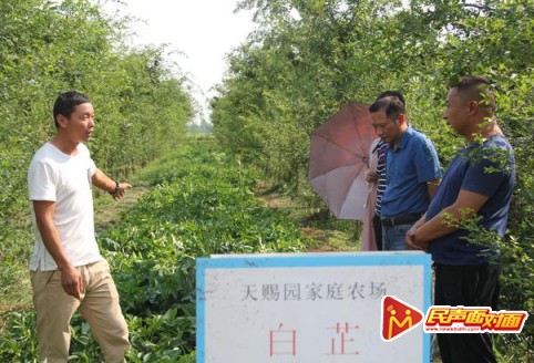 新野县王集镇：有个中药种植扶贫基地