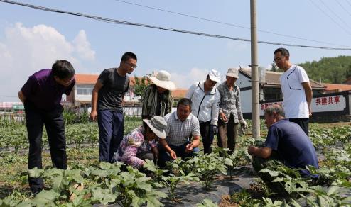 组图：解民之忧 驻村干部推动农超对接售秋葵