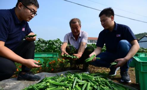 组图：解民之忧 驻村干部推动农超对接售秋葵