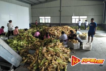 汉阴县——甜玉米丰收了，群众笑了
