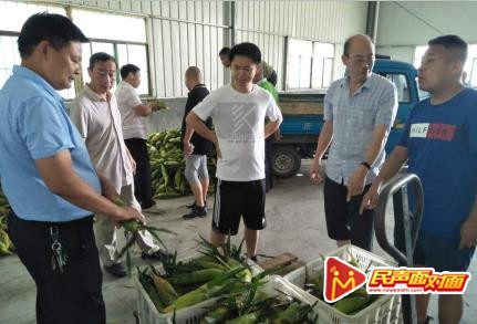 汉阴县——甜玉米丰收了，群众笑了