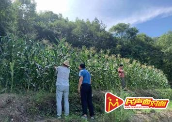 甜玉米给贫困群众带来甜蜜生活