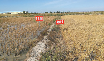 中国农大教授胡树文带领团队长期扎根农村，改良盐碱、盐渍、酸化土壤50万亩