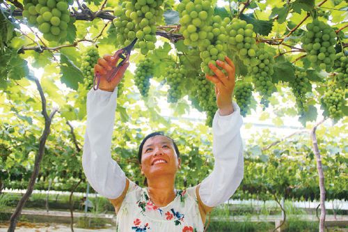 安徽庐江“三园”联动促进农业增效
