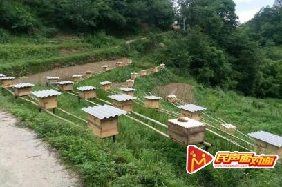 汉阴县铁佛寺镇：产业发展“三精准”稳定脱贫有保障